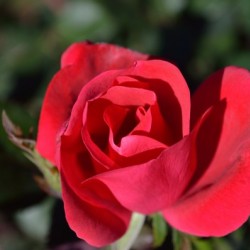 Red Rose Classic Flower of Love
